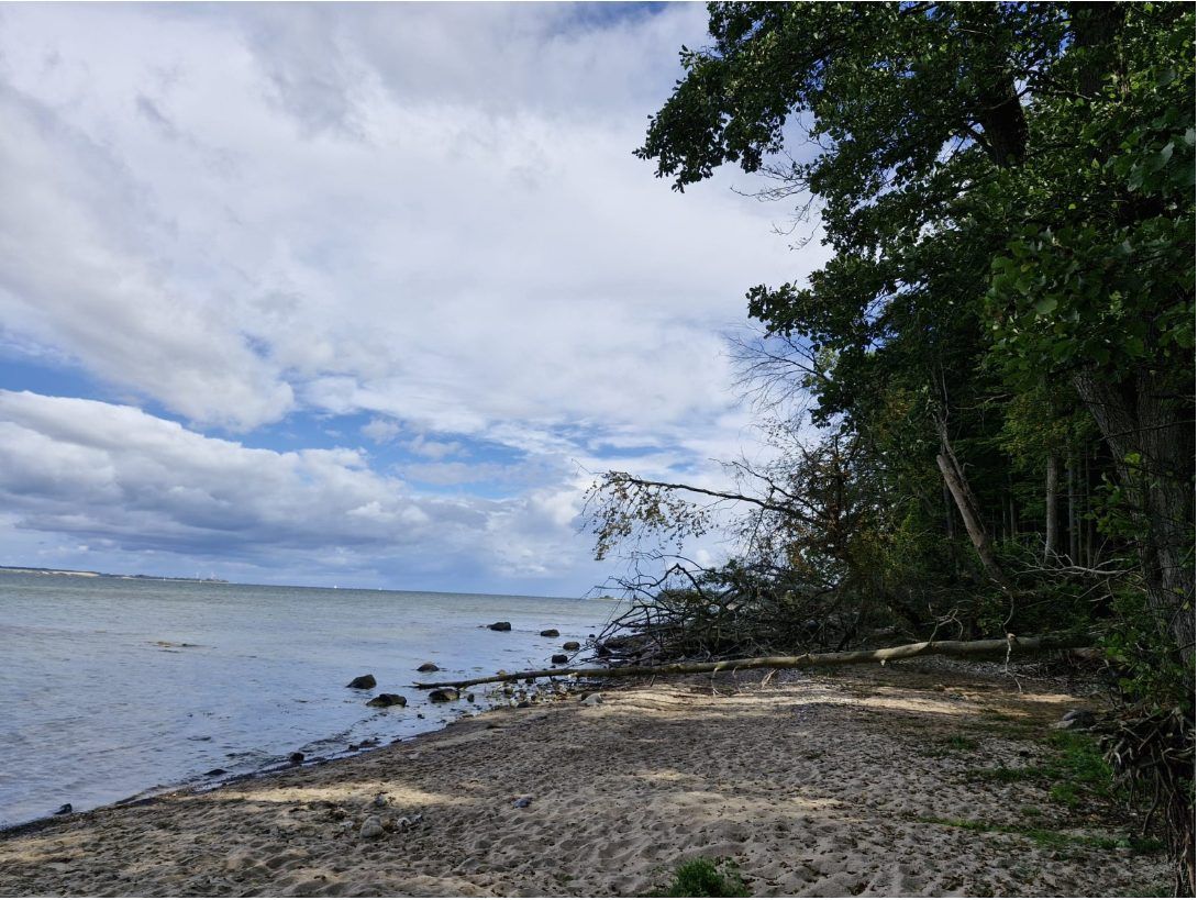 Entwurzelter Baum am Strand unter weitem Himmel